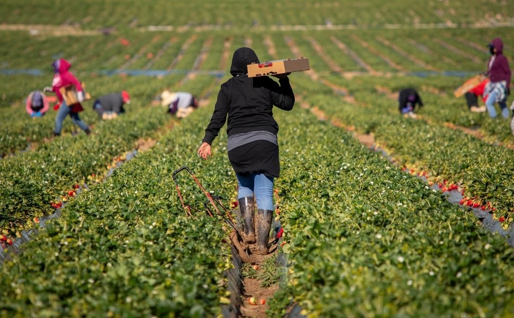 Farm field workers dressed warm while harvesting