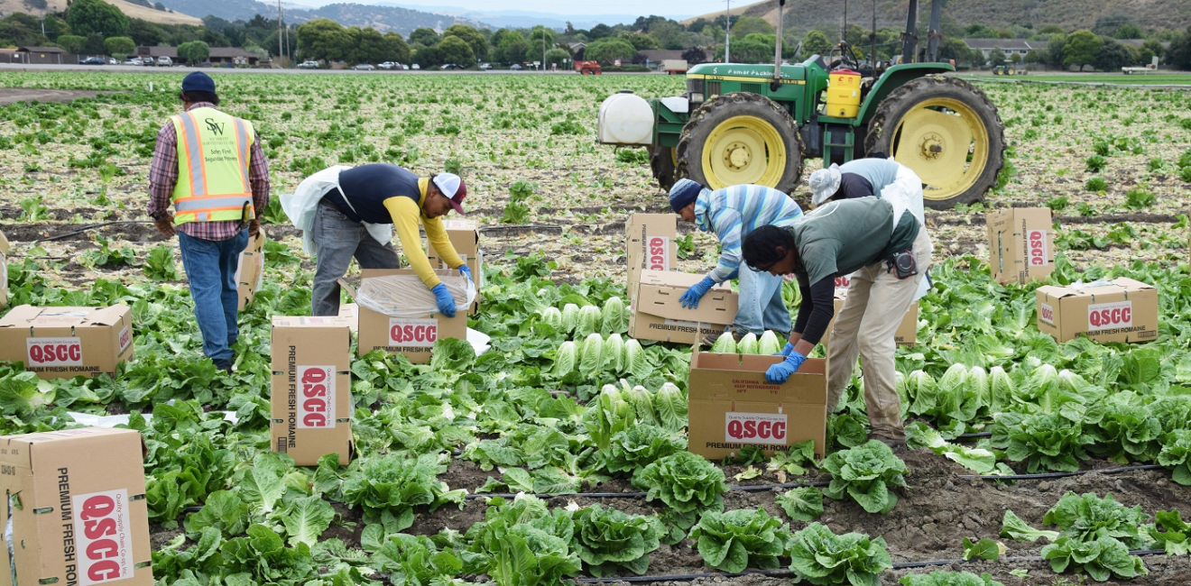Agricultural seasonal immigrant (migrant) field (farm) workers harvest and package (box) Romaine lettuce in the fields of Salinas Valley of central California.