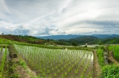 Rice Fields