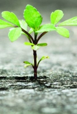 Violence and Insecurity in Guerrero