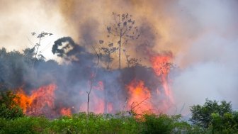 Forest Fire in the Amazon