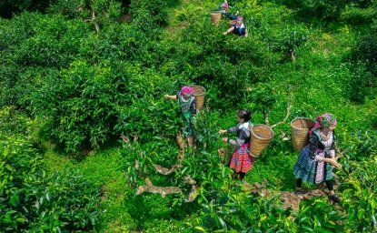 Harvesting tea on 350 year old tea trees, this is the Suoi Giang area, Yen Bai