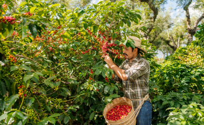 Farmer picks coffee beans