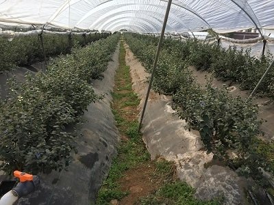 greenhouse inside