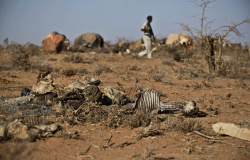 Impact of drought in Somaliland