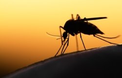 Mosquito silhouette
