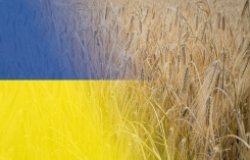 Ukraine flag and grain