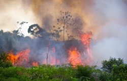 Amazon Rainforest burning