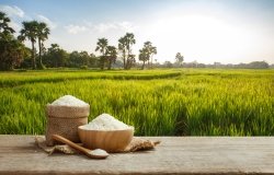 Rice in front of a field